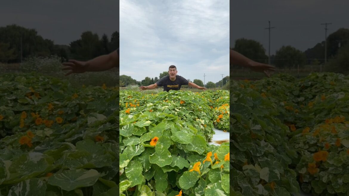 These are Absolutely MASSIVE! #gardening #garden #shorts