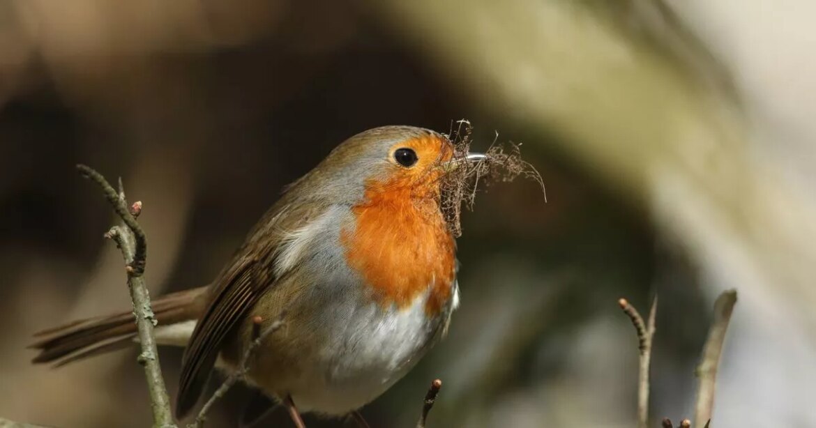 Gardens will attract robins if you stop doing 1 gardening job this autumn Ipso logo