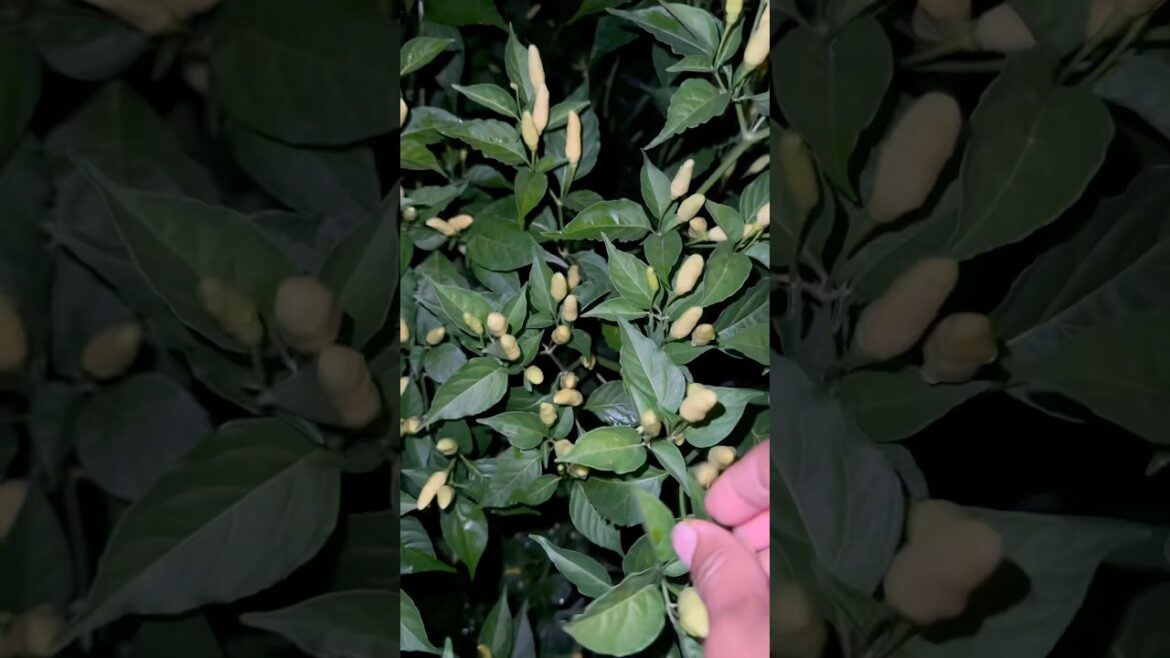 Harvesting Tabasco hot peppers in the backyard #garden #gardening #tabasco #hotpepper