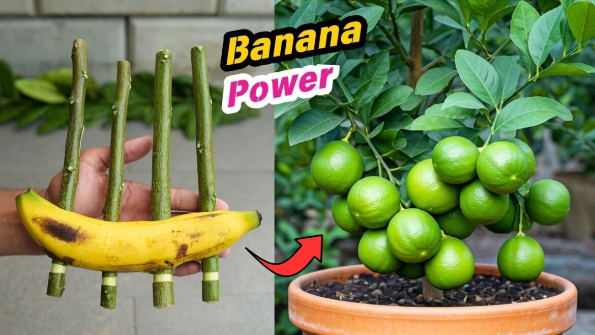 🌿Lemon Tree Propagation Made EASY with Banana Power🍌 🌿Lemon Tree Propagation Made EASY with Banana Power🍌