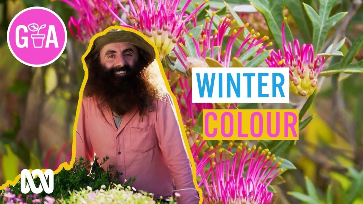 Winter Colour In Your Garden | Garden Design and Inspiration | Gardening Australia