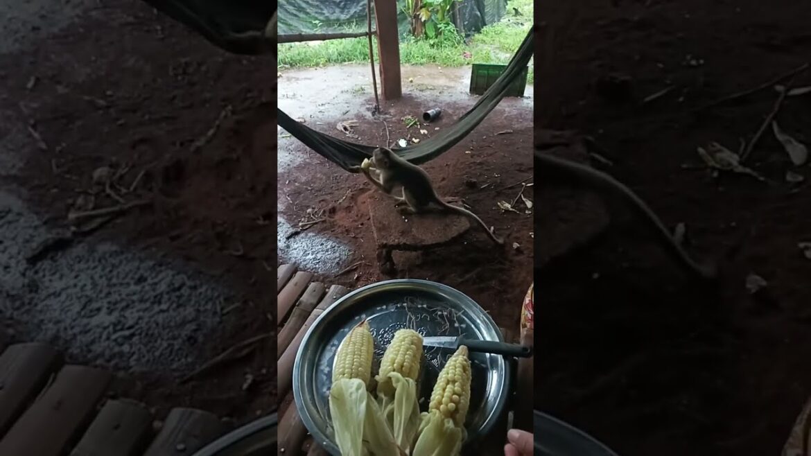 Our Garden Tips Lifestyle with Dogs, Cats & a Cheeky Monkey! Cute 🐶🐱🐒🌿