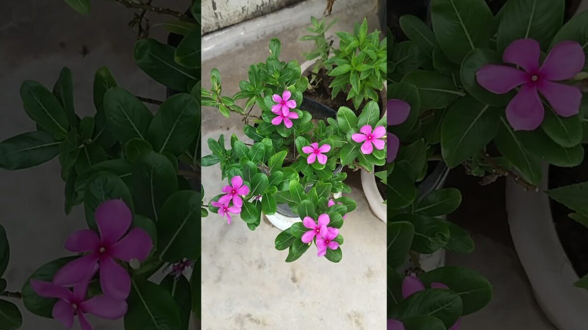 garden update #viral #garden #gardening #shortsfeed garden update #viral #garden #gardening #shortsfeed