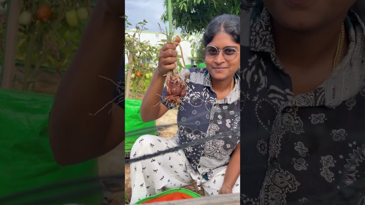 🧅 First Shallots Harvest in My Garden 🧅 First Shallots Harvest in My Garden