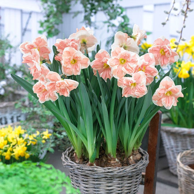Daffodil 'Apricot Whirl'