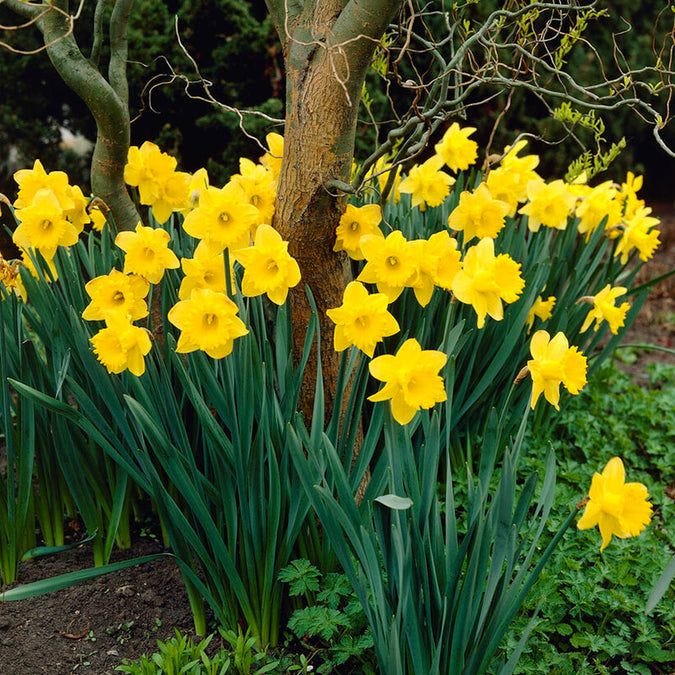 Daffodil 'Dutch Master'
