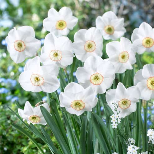 Daffodil 'Dreamlight'