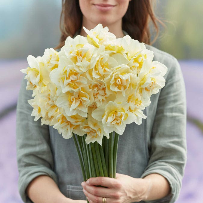 Daffodil Bulbs 'White Lion'