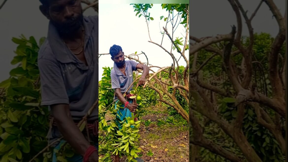 Guava Plant Branch Bending Technique Explained! #shorts