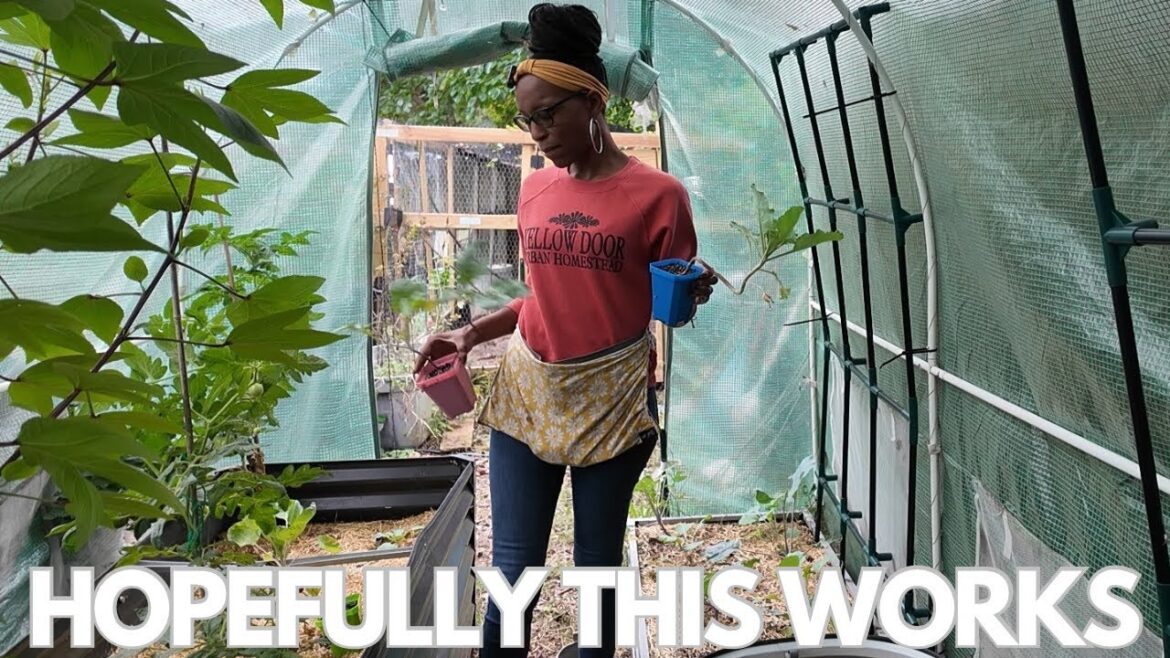 The Caterpillars Devoured the Greenhouse Plants | Replanting for Fall | Working in the Rain