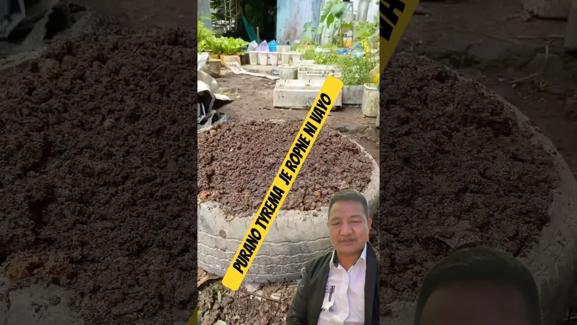 Purano Tyre Ma Saag Sabji Ropne  #garden #gardening #trendingnow #gardeningmyths #vegetablegarden