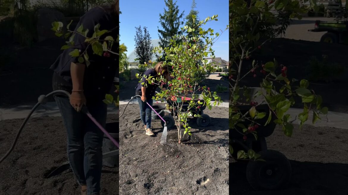 The PERFECT tree for the top of our berm! 😍🌳  #garden #gardening #hawthorn