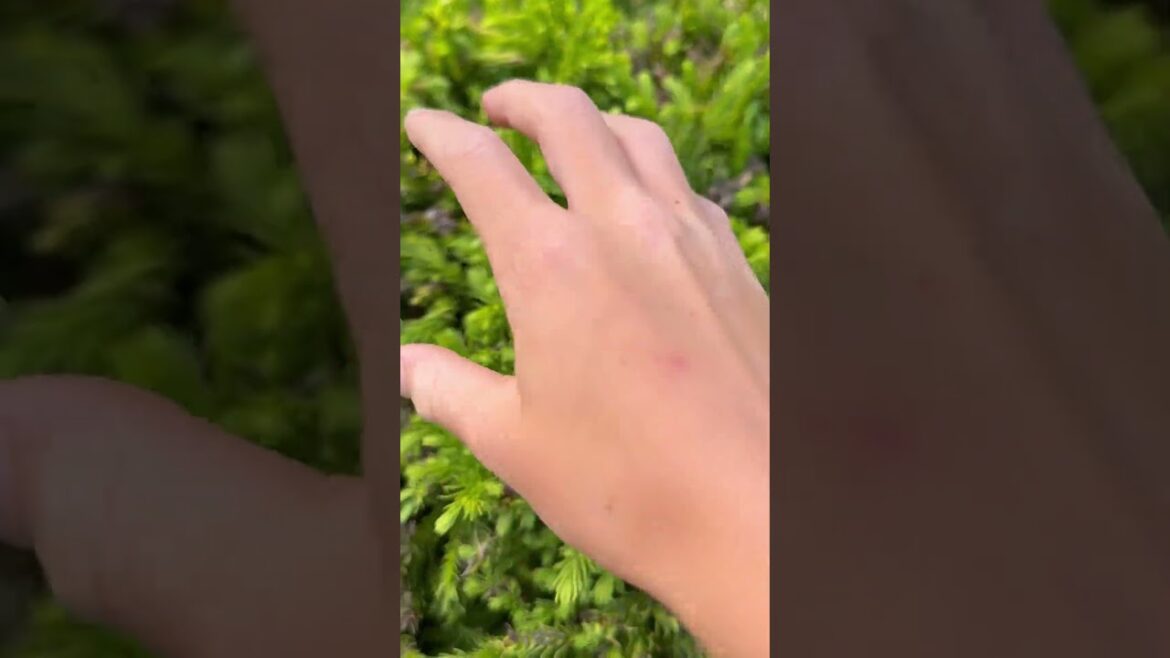 Pov: grow a garden irl #growagarden #diy #roblox