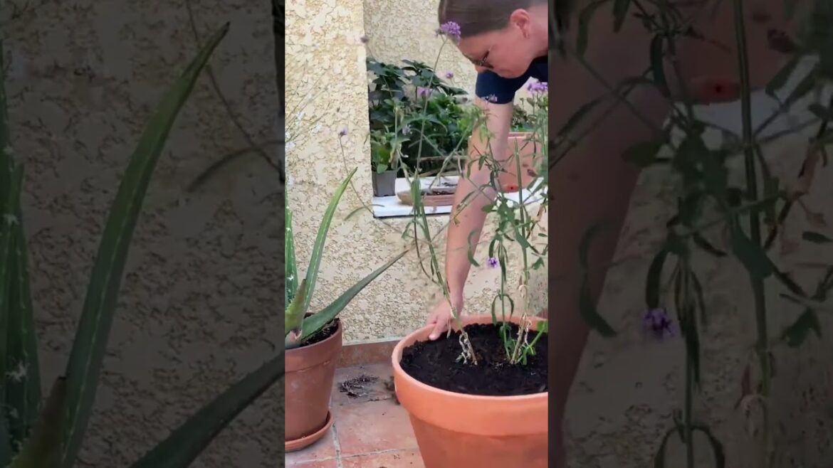 Refreshing pots for autumn #gardening #garden #gardeningtips #gardendesign #terracegarden