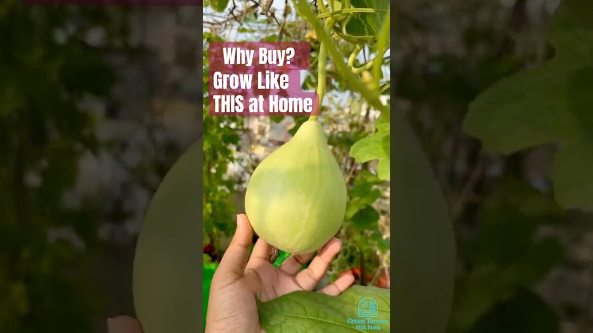 Apne Ghar के Garden Mein Organic Sabzi उगाए।