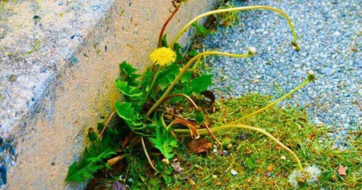 Homeowners’ common mistakes leading weeds to ‘take over’ gardens Ipso logo