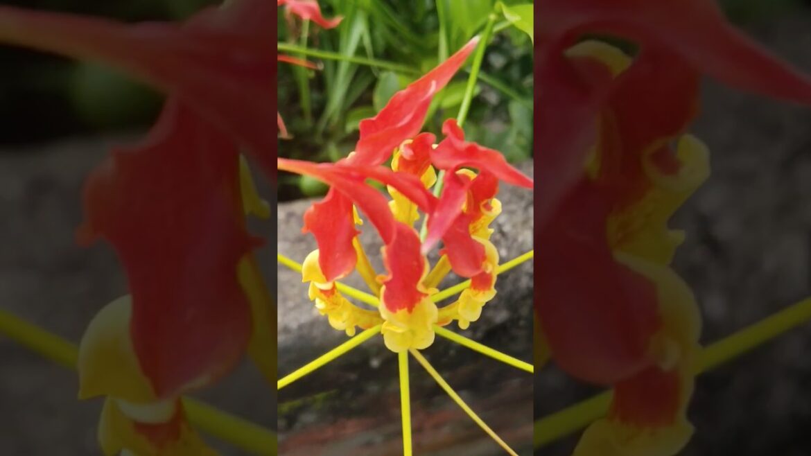 Gloriosa  superba/Flame Lily beautiful flowers bloom#shorts#gardening trends #garden.