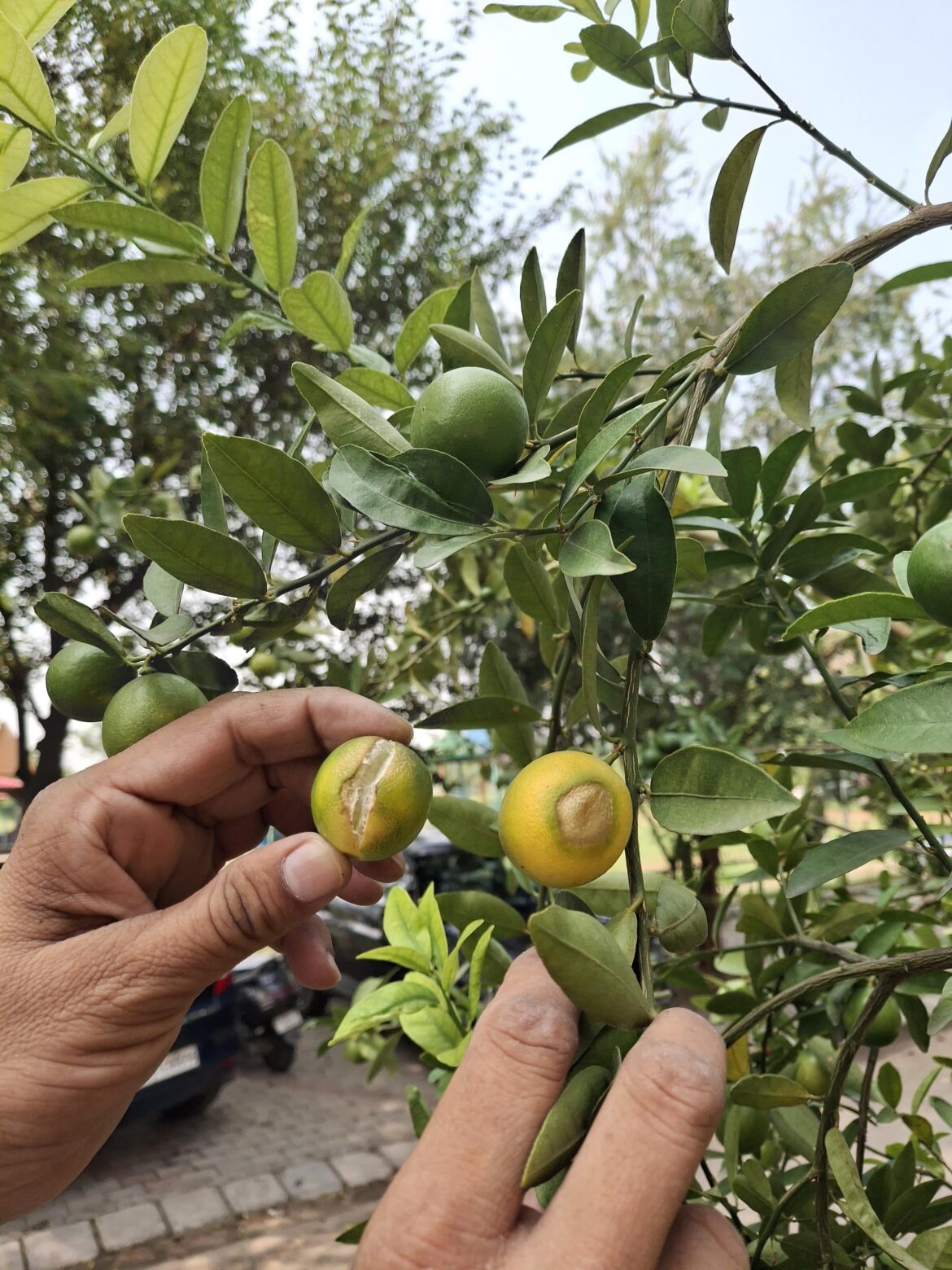 what's causing our lemons to turn out like this?