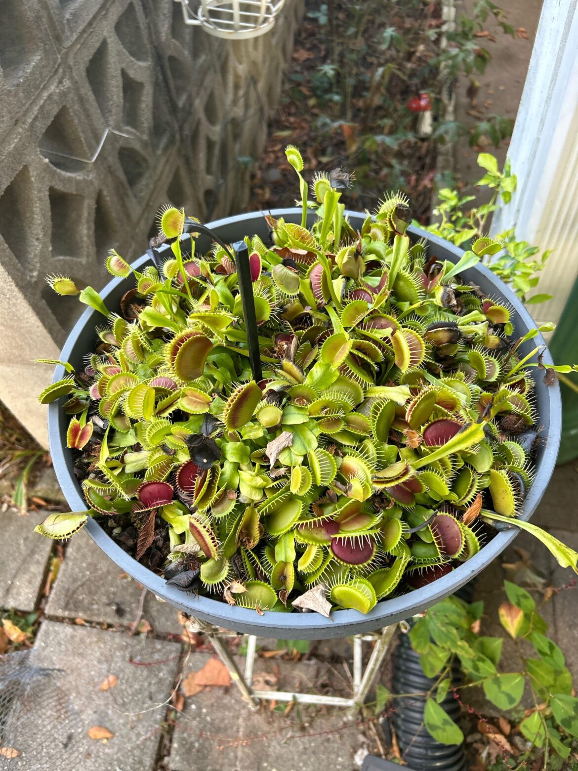 Do you snip dead dying  leaves when your vft is going into dormancy?