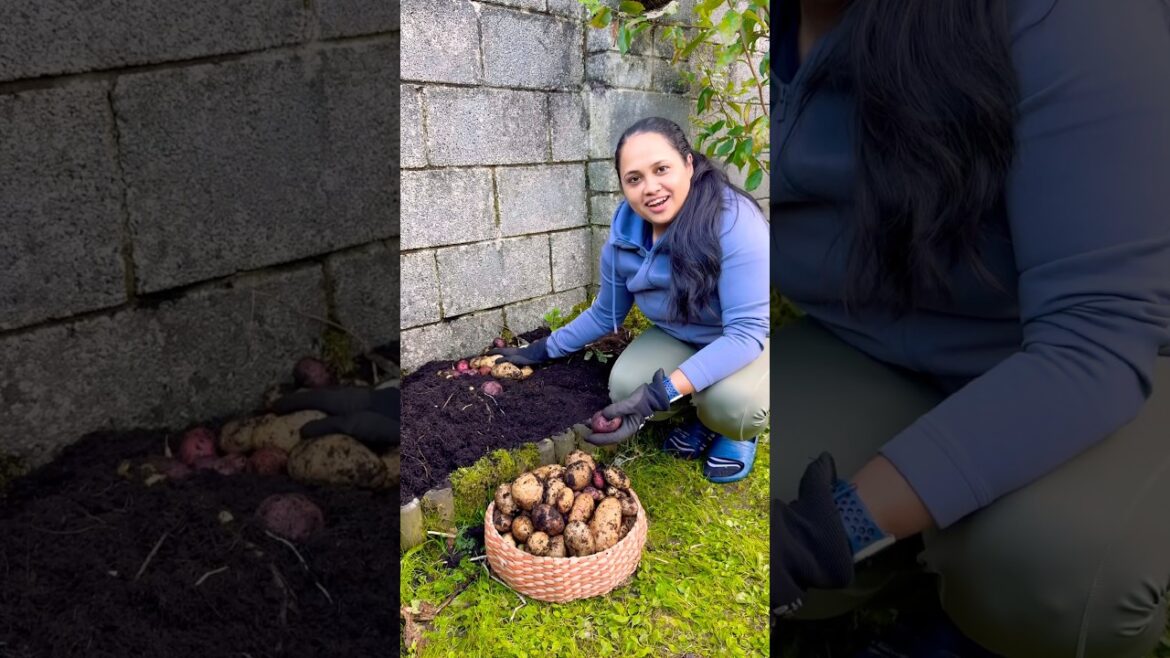 Potato🥔🥔Harvest From my Garden 🥰/Family vlog/Malayalam vlog/Vegetable gardening Ideas #garden