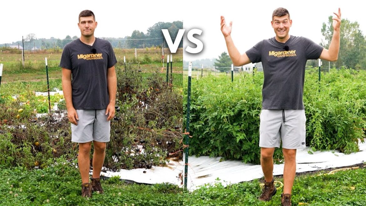 Our Tomatoes Were DESTROYED 🍅