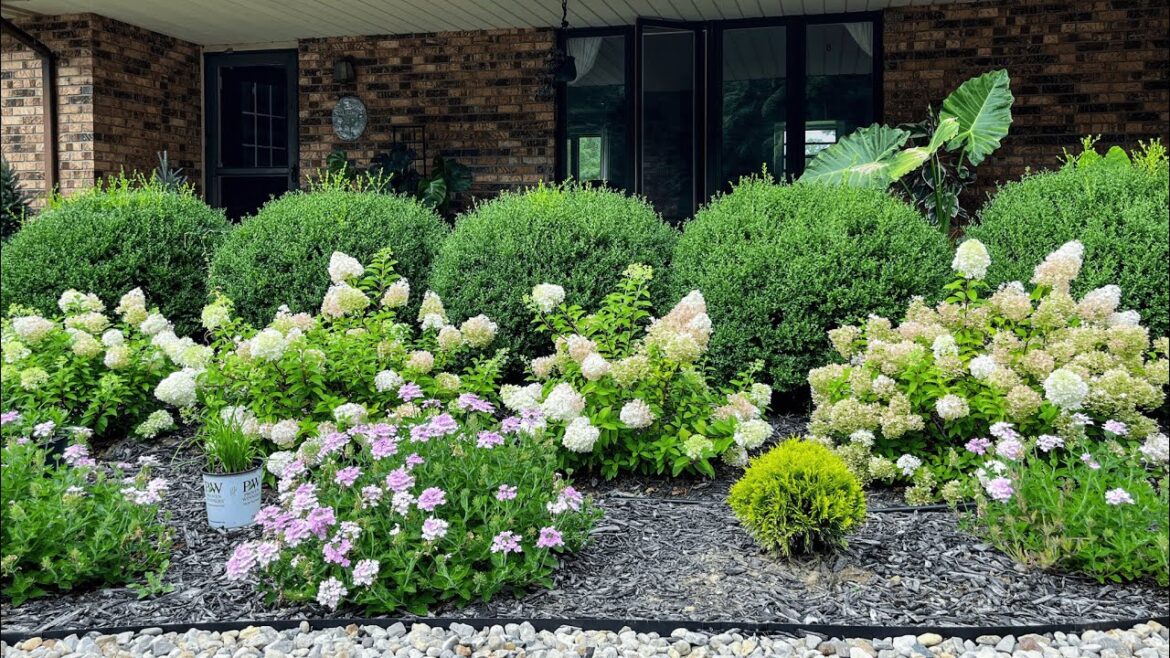 August Garden Tour 2025: Front Yard Landscaping & What's Blooming Now