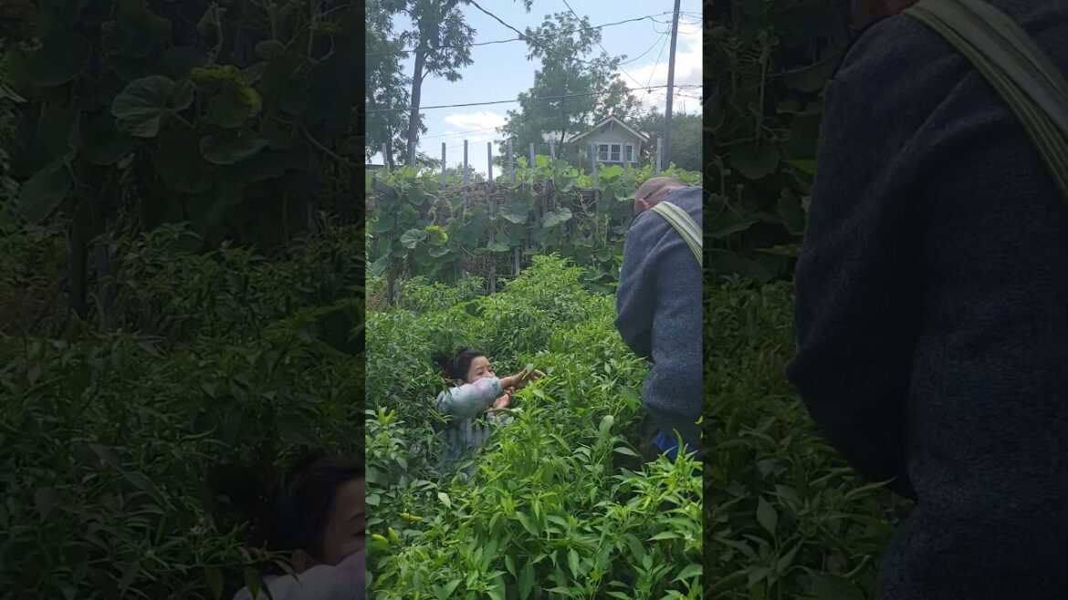 #mybackyardgarden #backyardgarden #backyard #family #gardening #nature #love #vegetables