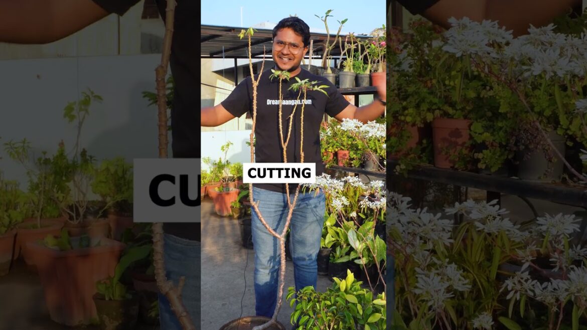 Learn how to prune your plants the right way! ✂ Keep them healthy, growing strong, and looking great