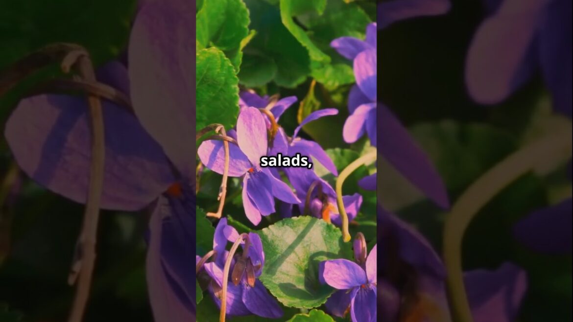 Beautiful Edible Garden Flowers That Are Healthy Healthy