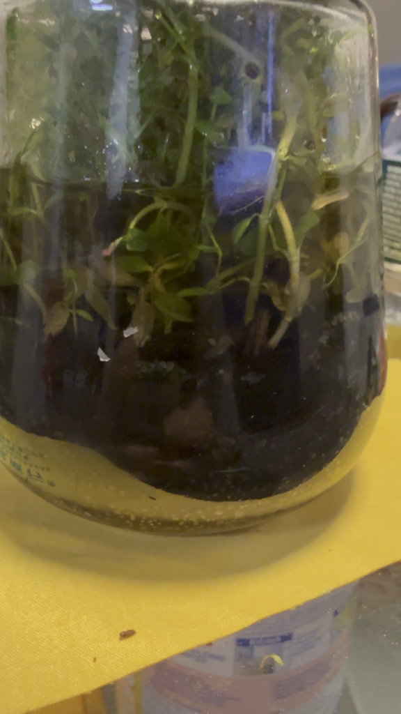 Found this lil guy in my sealed glass