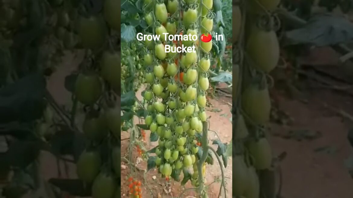 🍅 Grow Tomatoes in Buckets at Home | Easy Container Gardening Tips 🌿 #TomatoPlant #BucketGardening 🍅 Grow Tomatoes in Buckets at Home | Easy Container Gardening Tips 🌿 #TomatoPlant #BucketGardening
