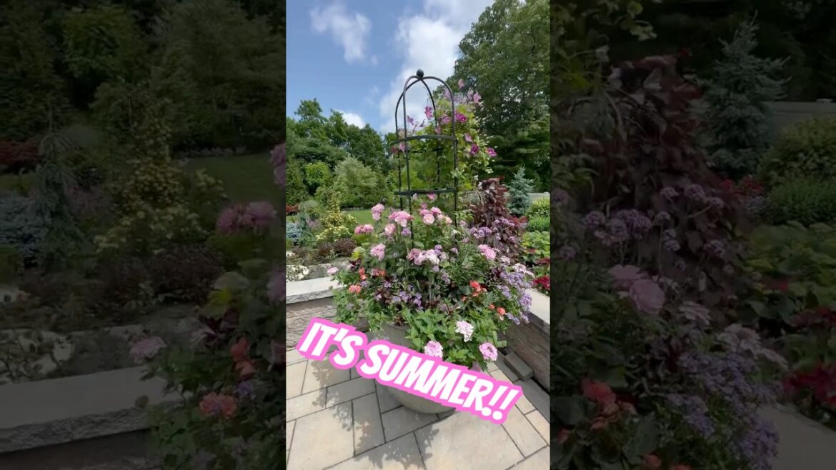 Backyard Bloom Mode 🌼 Summer Garden in Full Swing! #garden #gardening #summergarden #summer Backyard Bloom Mode 🌼 Summer Garden in Full Swing! #garden #gardening #summergarden #summer
