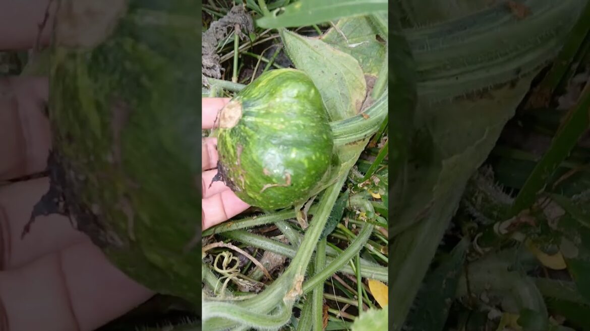 vegetables growing in my backyard #shorts #gardening #farming #vegetables #harvest #youtubeshorts 🥒🥒