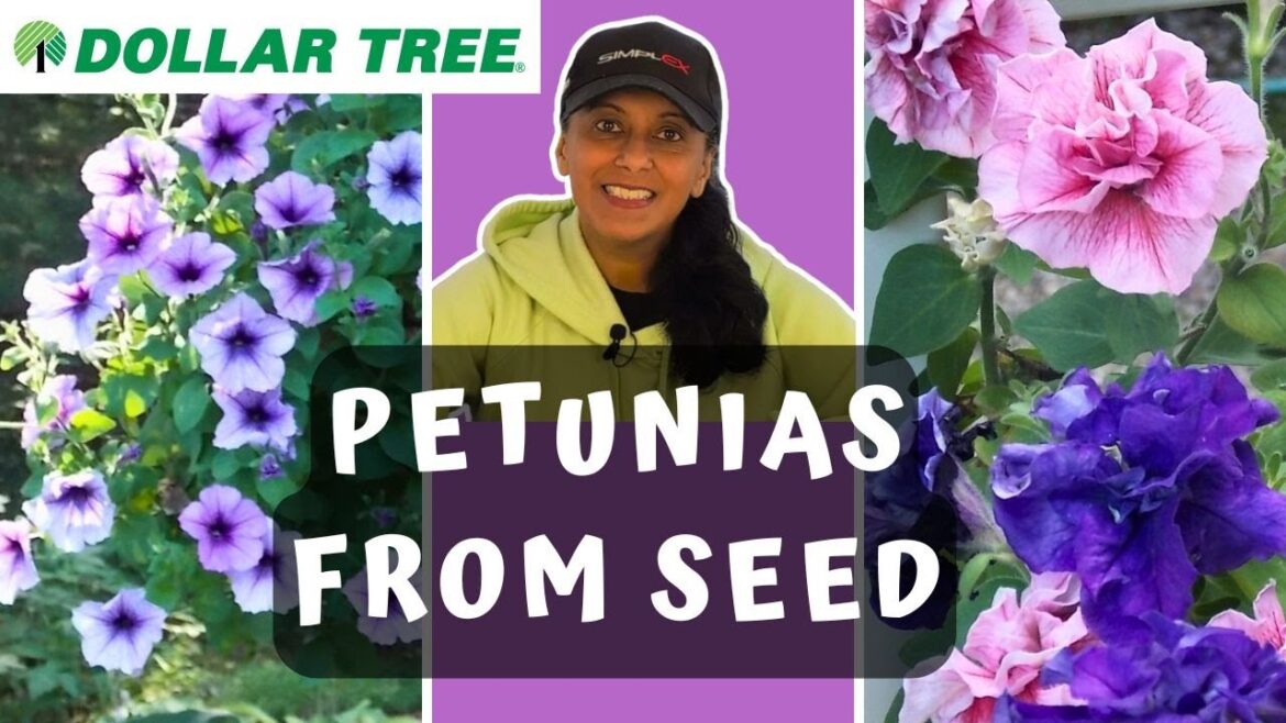 Dollar Tree Petunia Seeds | Grow Petunias From Seed || Budget Gardening