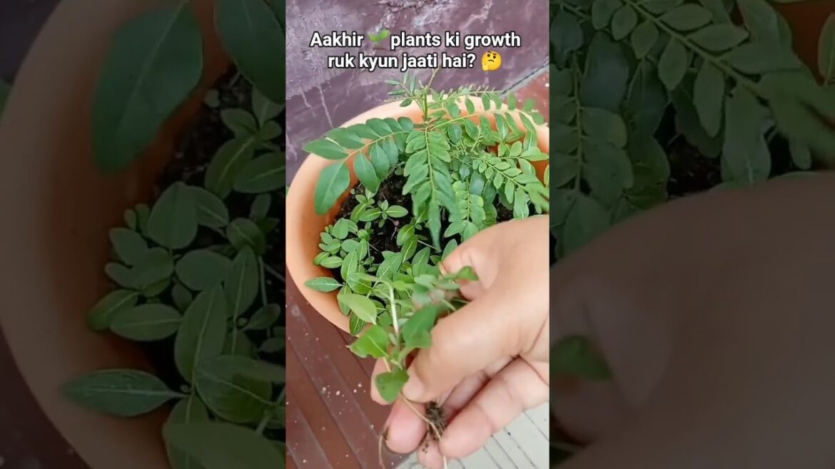 पौंधा जल्दी grow करेगा🌱👍#plants #garden #tips #like #video #shorts #youtube #love #share #subscribe