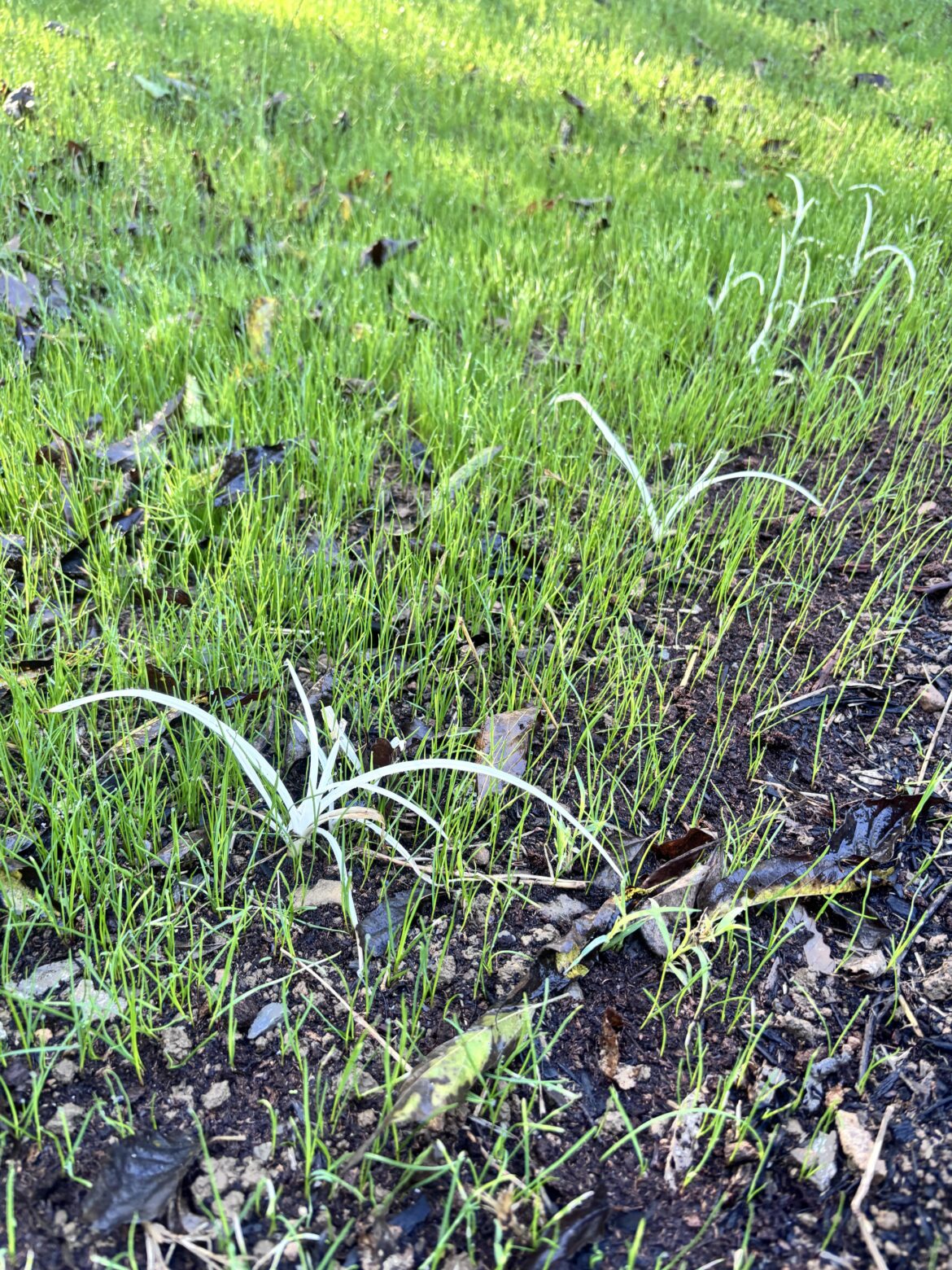 Tenacity doing its thing