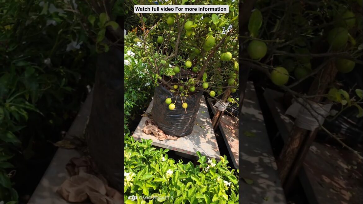 18th Grand NURSERY MELA 2025 in HYDERABAD | Biggest Plant Expo| Horticulture Exhibition