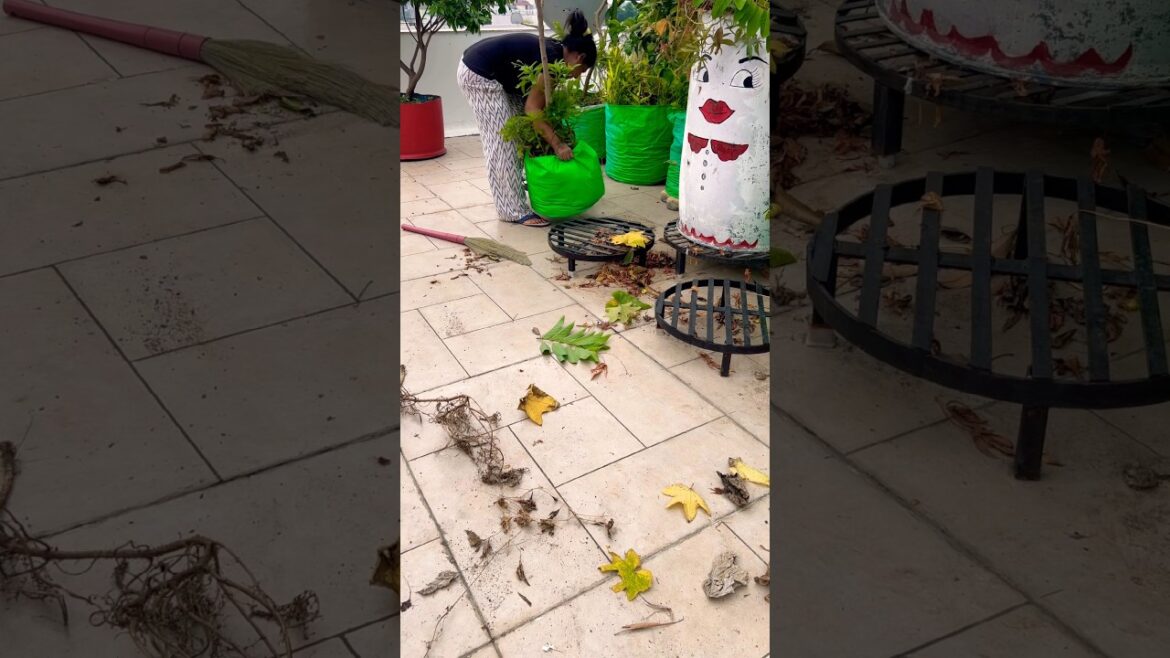 Terrace garden cleaning ЁЯз╣ #terracegarden #garden #plants #organic #farming #gardening #shorts Terrace garden cleaning ЁЯз╣ #terracegarden #garden #plants #organic #farming #gardening #shorts