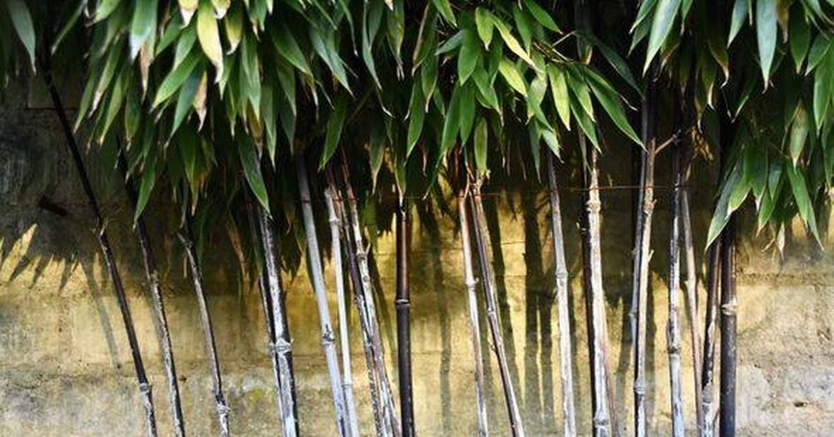 Homes lose thousands in value because they are growing these 4 plants in the garden Ipso logo