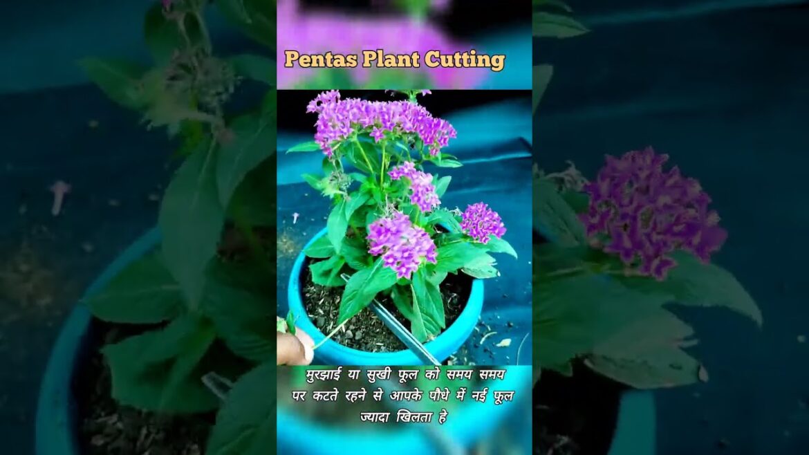 Tips For Pentas Plant | How To Care Pentas Plant #shorts #gardening #shortsvideo #pentas #care Tips For Pentas Plant | How To Care Pentas Plant #shorts #gardening #shortsvideo #pentas #care
