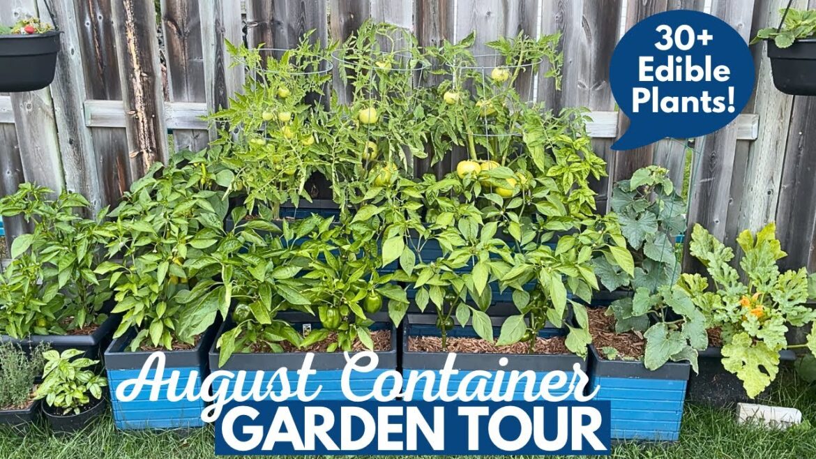 August Container Garden Tour | Small Space Gardening