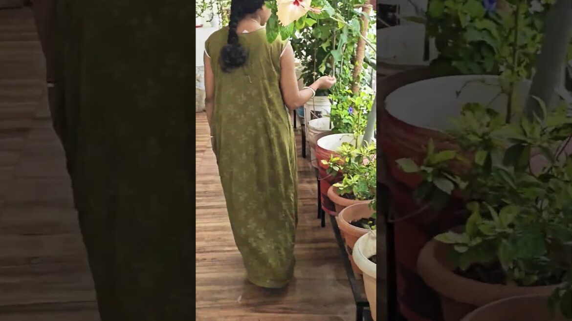 #gardening#explorepage ##gardendesign #love #viralshorts#plantlover #gardening#explorepage ##gardendesign #love #viralshorts#plantlover