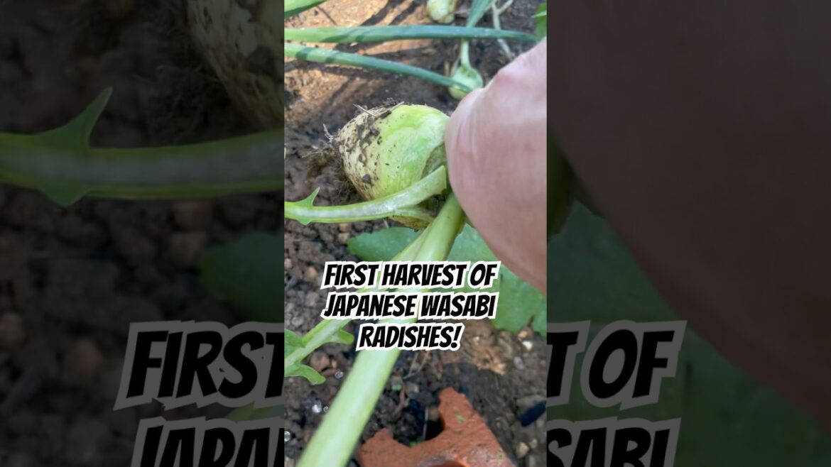 First Harvest of Japanese Wasabi Radises in Late May | #gardening #homegrown #growyourownfood