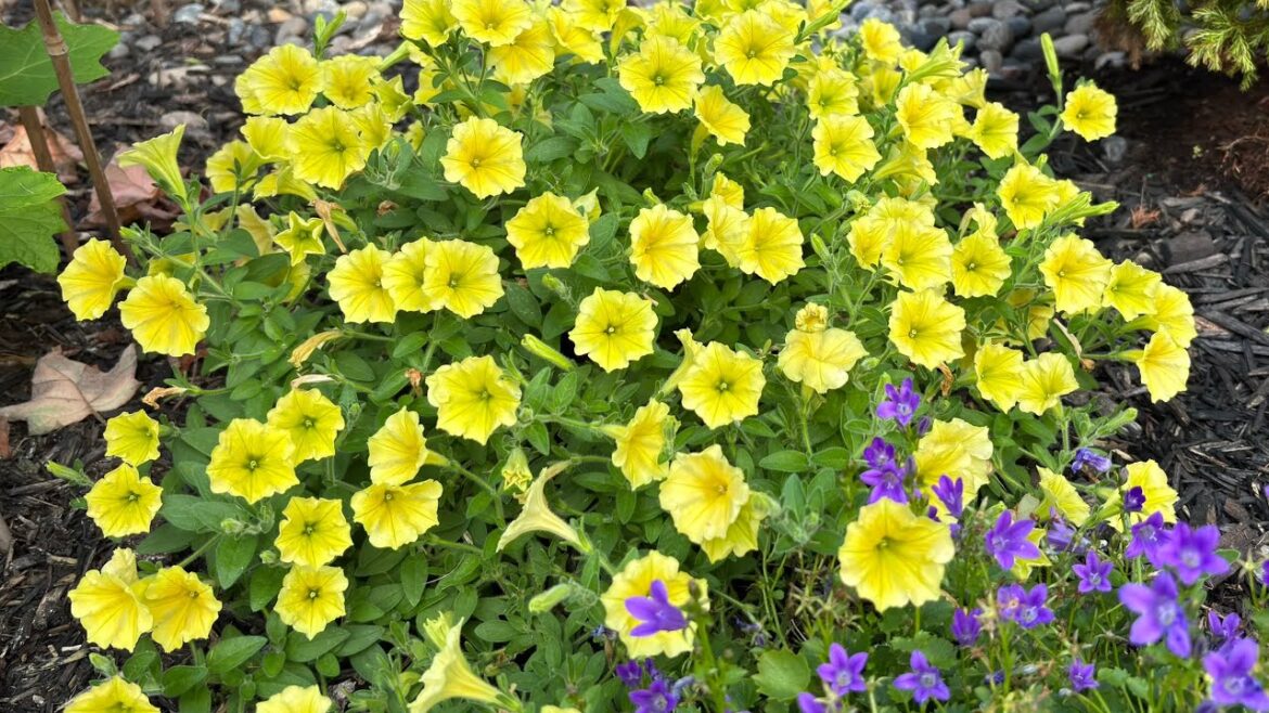 Garden Tour, Back Yard - August 27, 2025