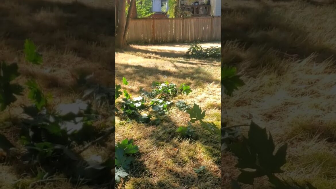 #gardendelight #gardenlandscaping #garden #gardendesign #nature #tree #landscaping #gardendelight #gardenlandscaping #garden #gardendesign #nature #tree #landscaping