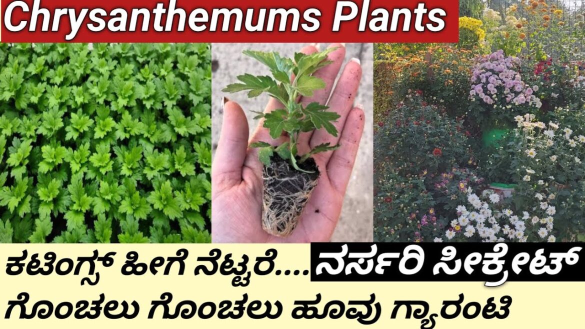 ಸೇವಂತಿಗೆ ಕಟಿಂಗ್ ಹೀಗೆ ನೆಟ್ಟು ನೋಡಿ/Nursery Secrets/How to grow chrysanthemums plants from cuttings