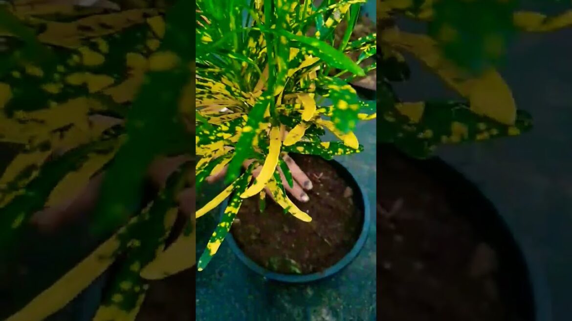 croton ko kaise lagaye || #gardenplants #plants #shorts #viral