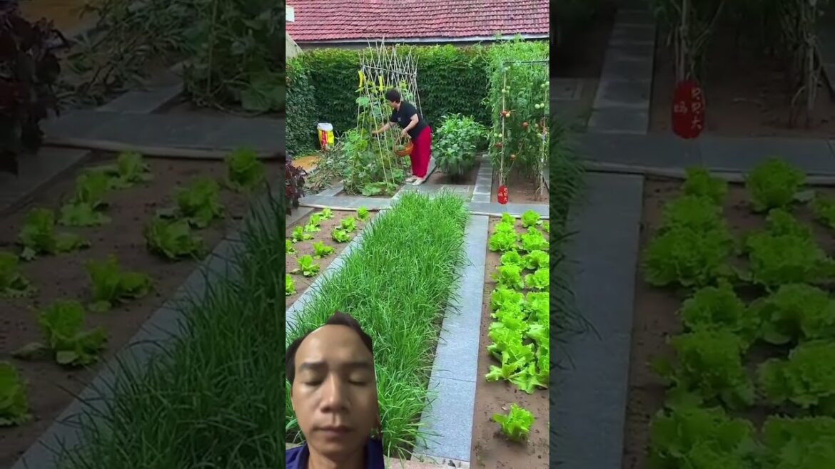 #garden #gardening #gardendesign #growyourownfood #satisfying #music #beats #instrumental