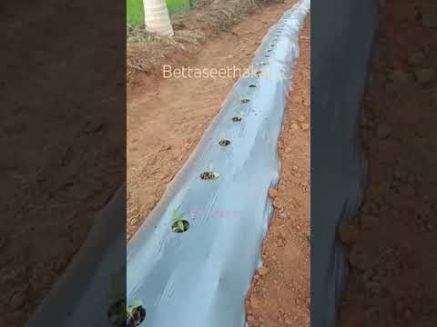 Brinjal seedling after bed preparation #organicfarming #brinjal #farming #agriculture Brinjal seedling after bed preparation #organicfarming #brinjal #farming #agriculture