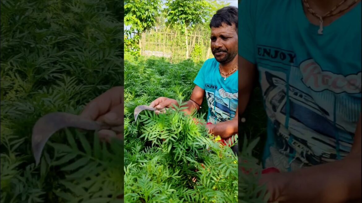Farmer’s Guide 🌱 Grow Marigold (गेंदा/গাঁদা ফুল) in Your Garden Easily #shorts Farmer’s Guide 🌱 Grow Marigold (गेंदा/গাঁদা ফুল) in Your Garden Easily #shorts